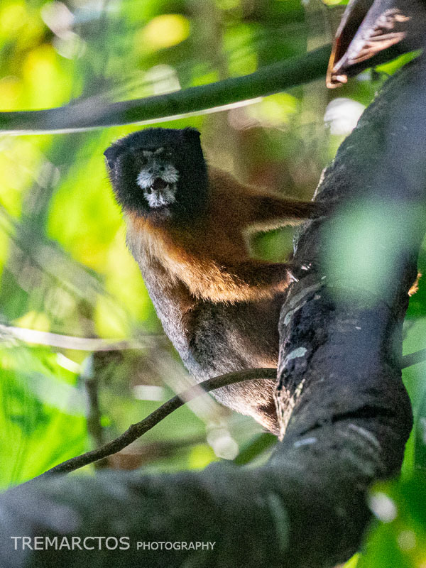 Golden-mantled Tamarin - TREMARCTOS