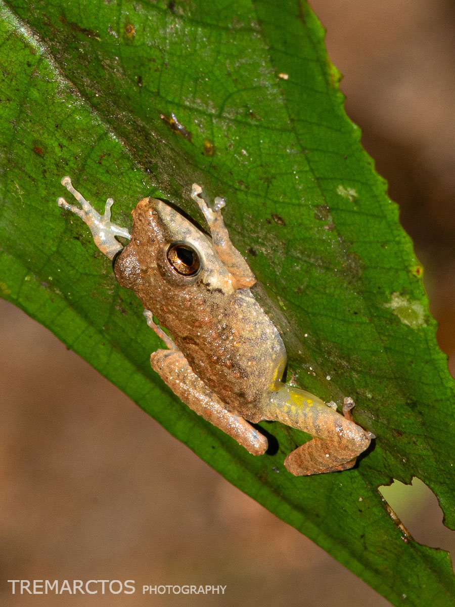 Malkin's Rain Frog - TREMARCTOS