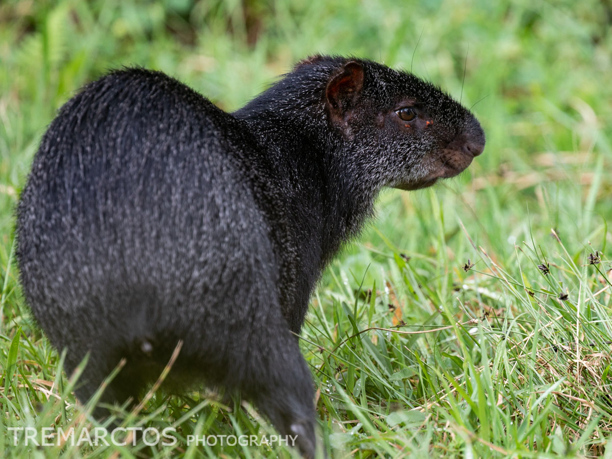 Black Agouti - TREMARCTOS