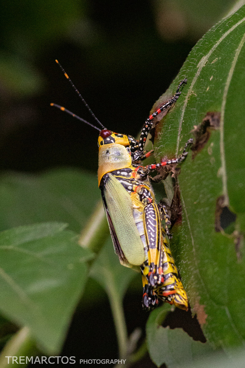 Variegated Grasshopper - TREMARCTOS