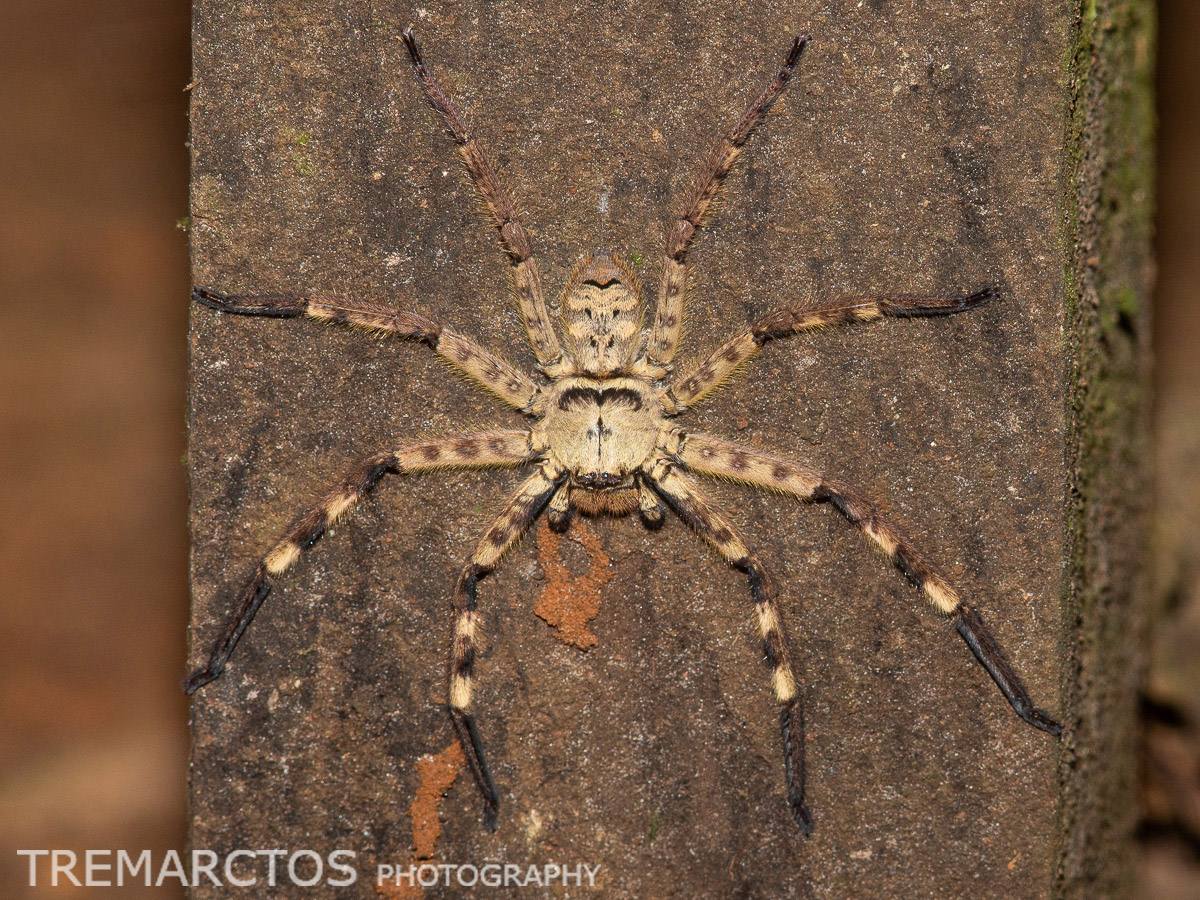 Huntsman Spider - TREMARCTOS