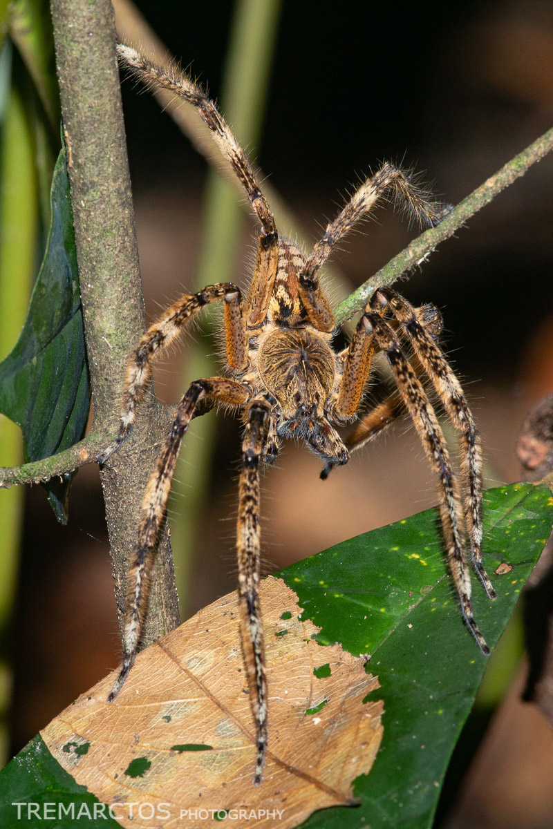 Wandering Spider - TREMARCTOS