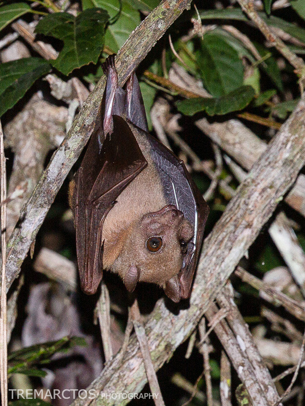 Collared Fruit Bat - TREMARCTOS