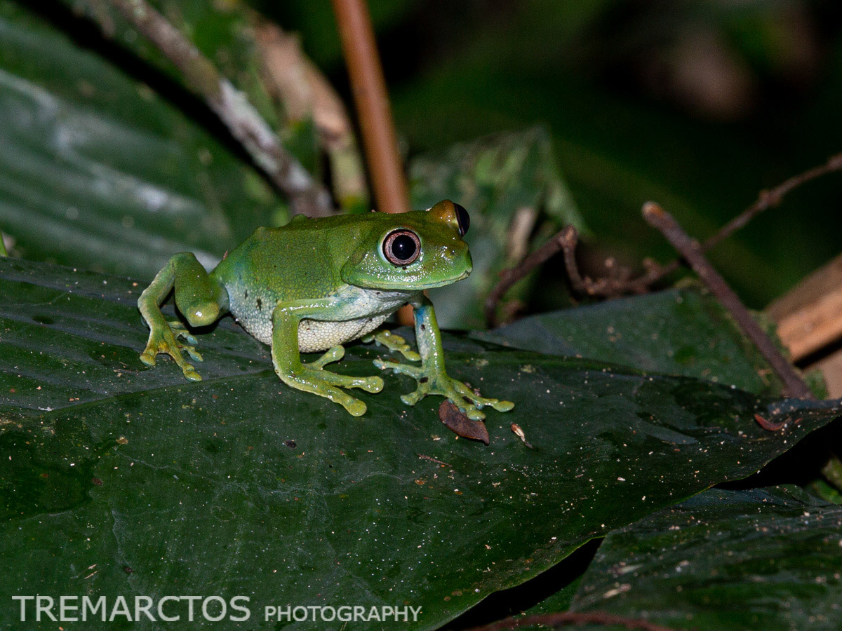 Cameroon Forest Tree Frog - TREMARCTOS