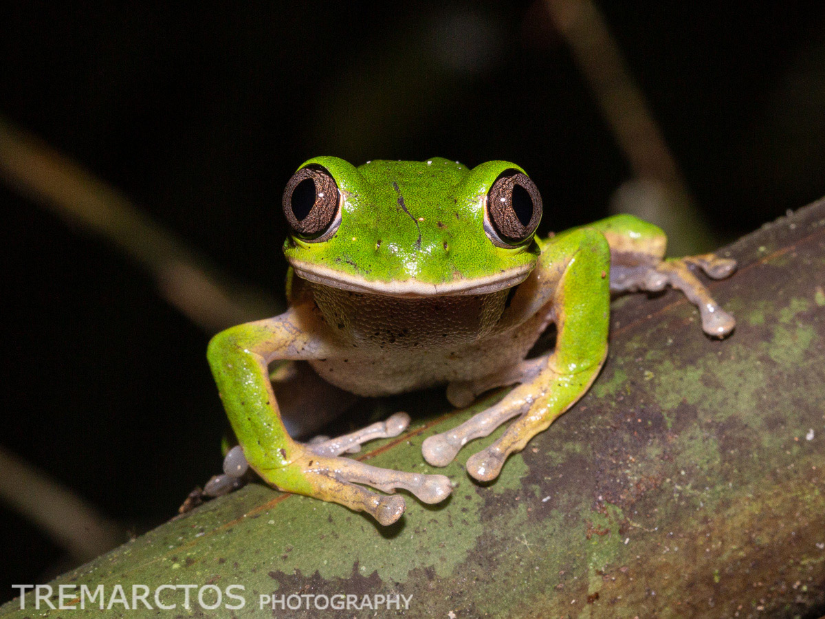 Common Forest Tree Frog - TREMARCTOS