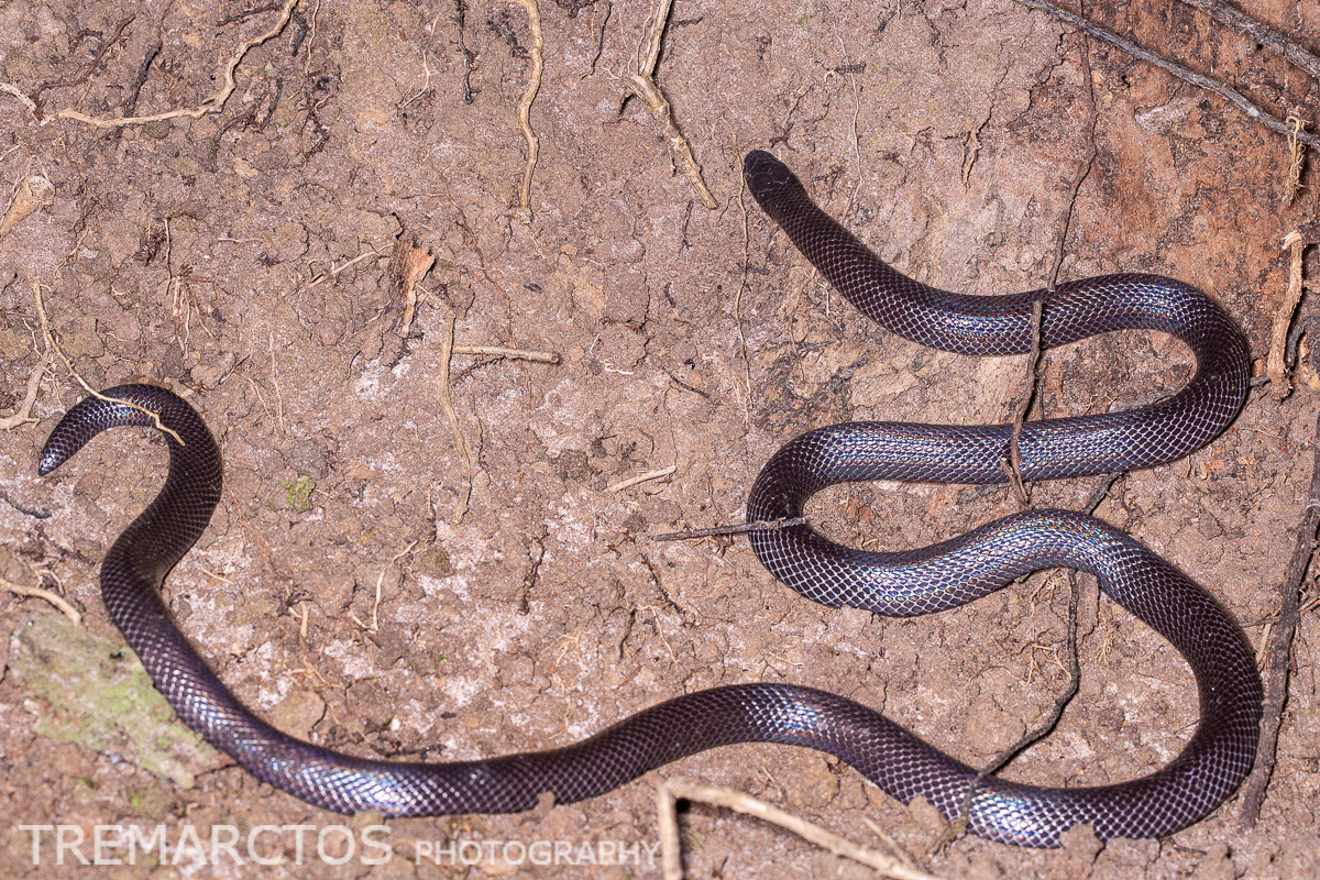 Variable Stiletto Snake - TREMARCTOS