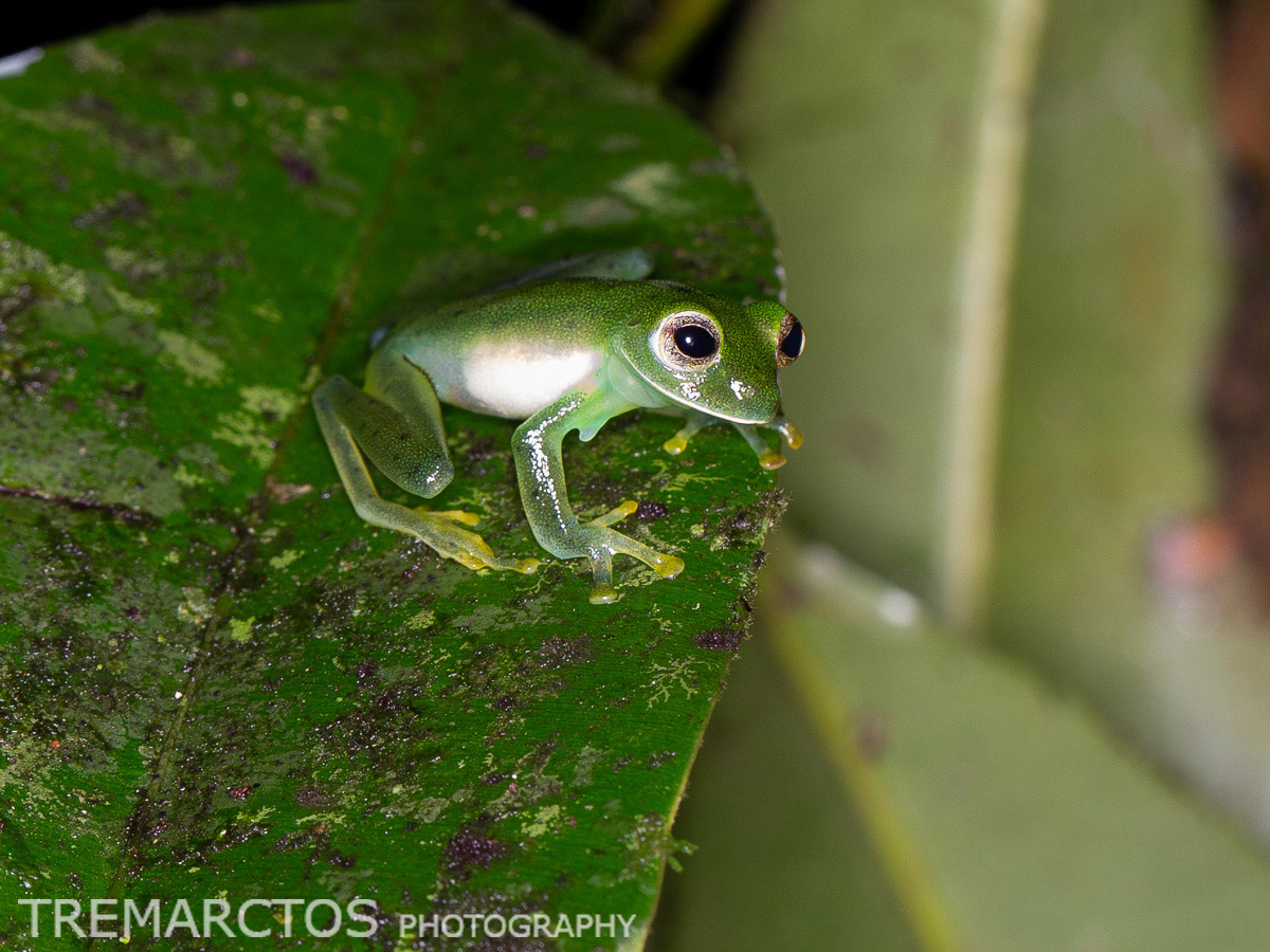 Emerald Glass Frog - TREMARCTOS