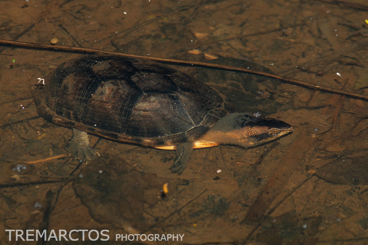 White-lipped Mud Turtle - TREMARCTOS