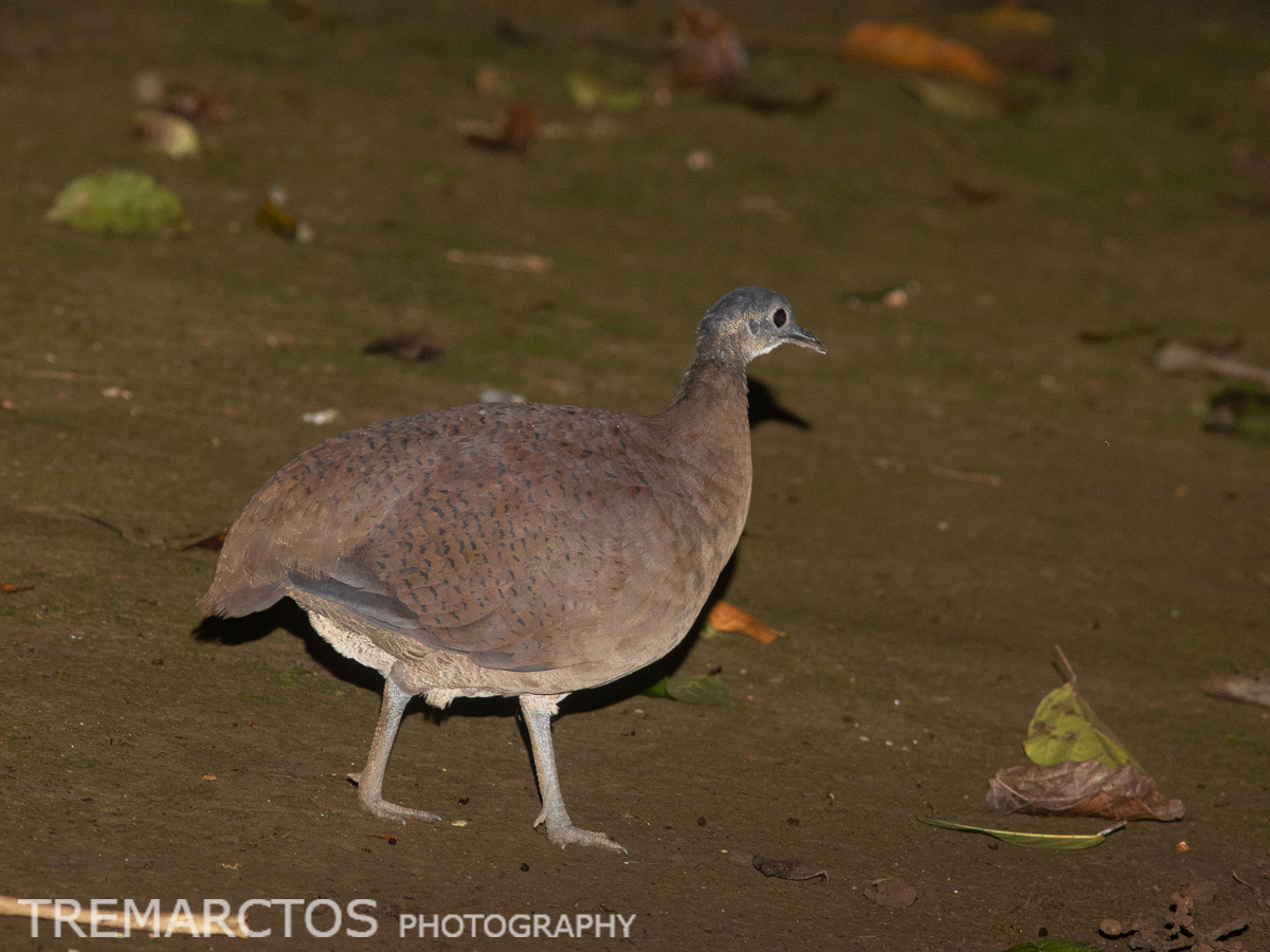 Great Tinamou - TREMARCTOS