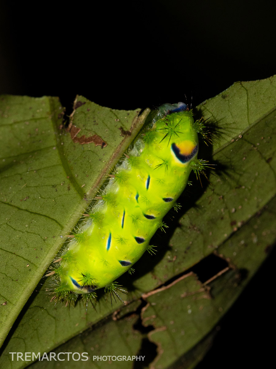 Slug Caterpillar Moth - TREMARCTOS