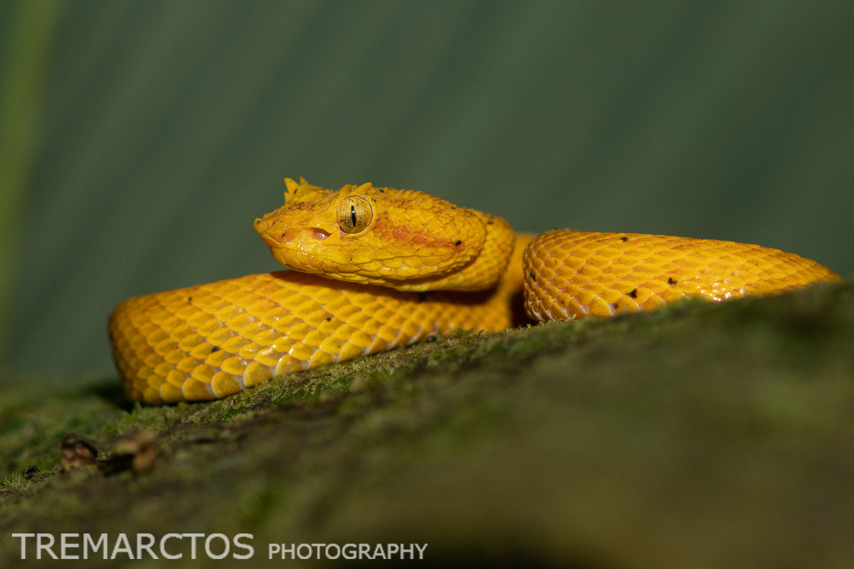 Eyelash Viper - TREMARCTOS