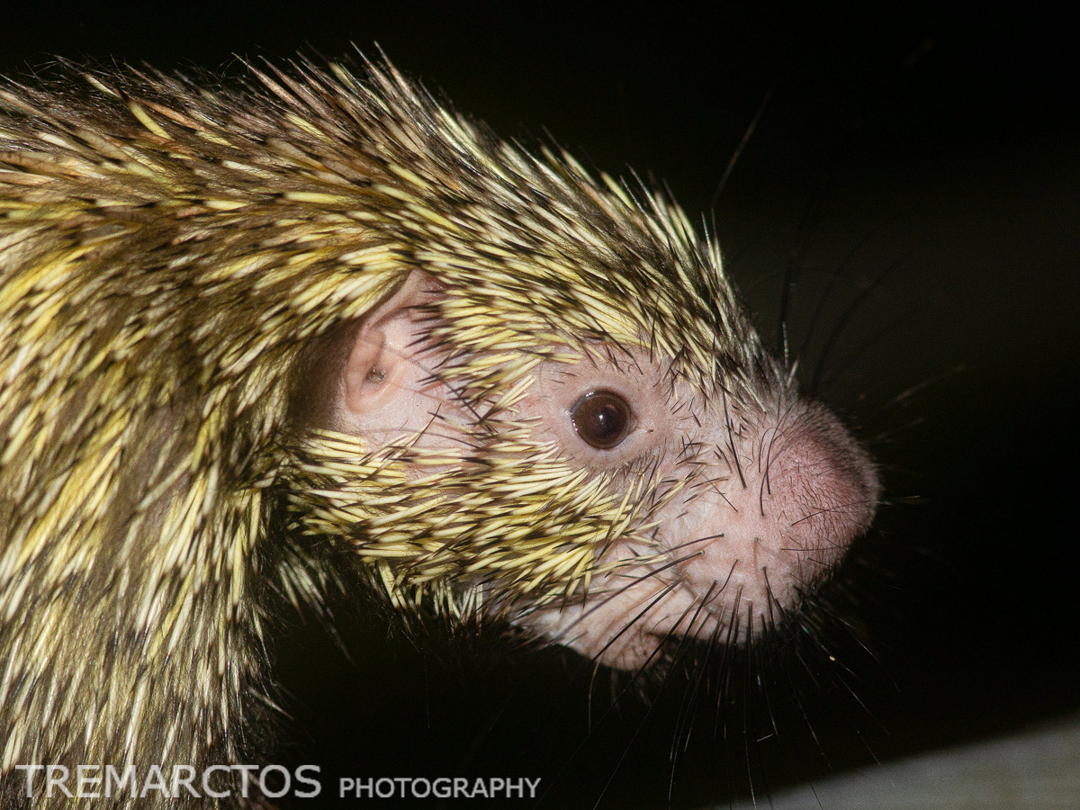 Mexican Hairy Dwarf Porcupine - TREMARCTOS