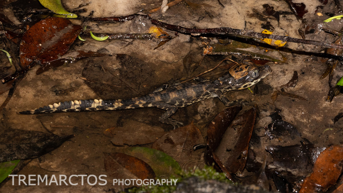 African Dwarf Crocodile - TREMARCTOS