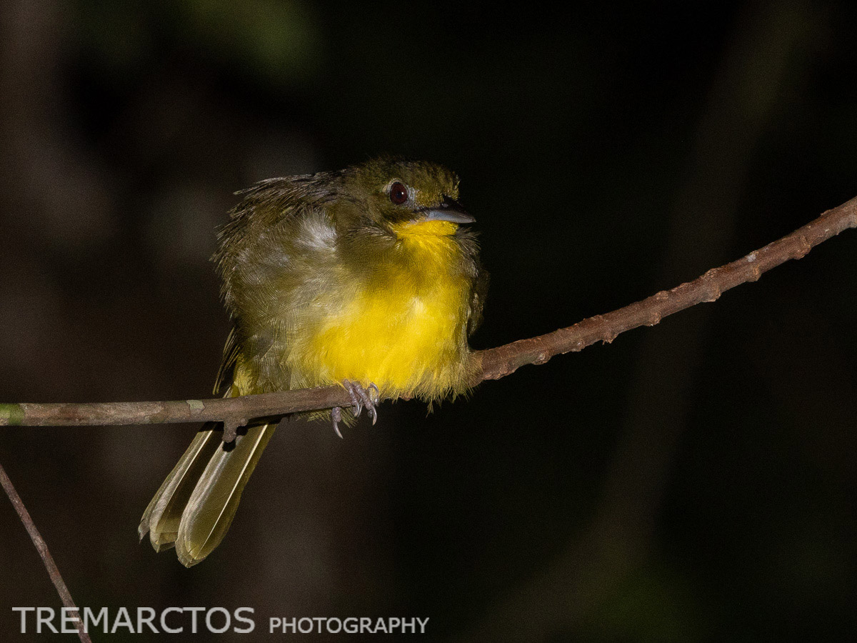 Green-tailed Bristlebill - TREMARCTOS