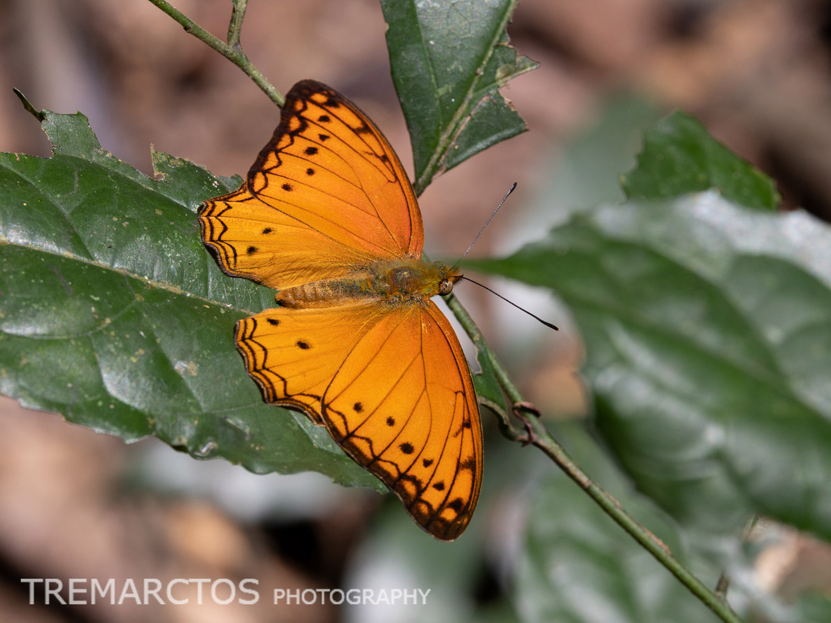 Western Blotched Leopard - TREMARCTOS