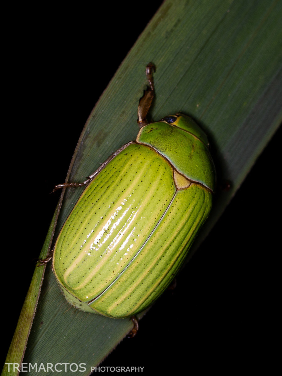 Shining Leaf Chafer - TREMARCTOS