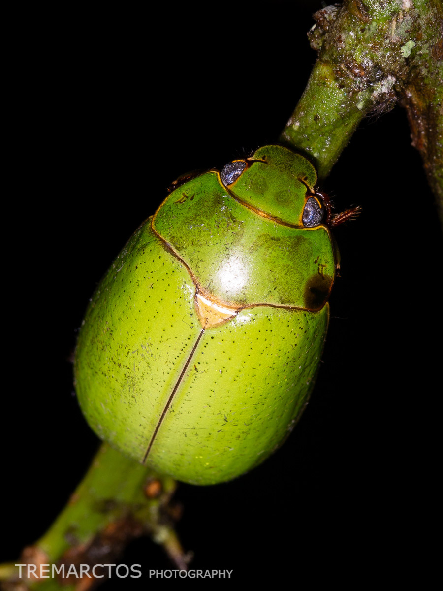 Shining Leaf Chafer - TREMARCTOS