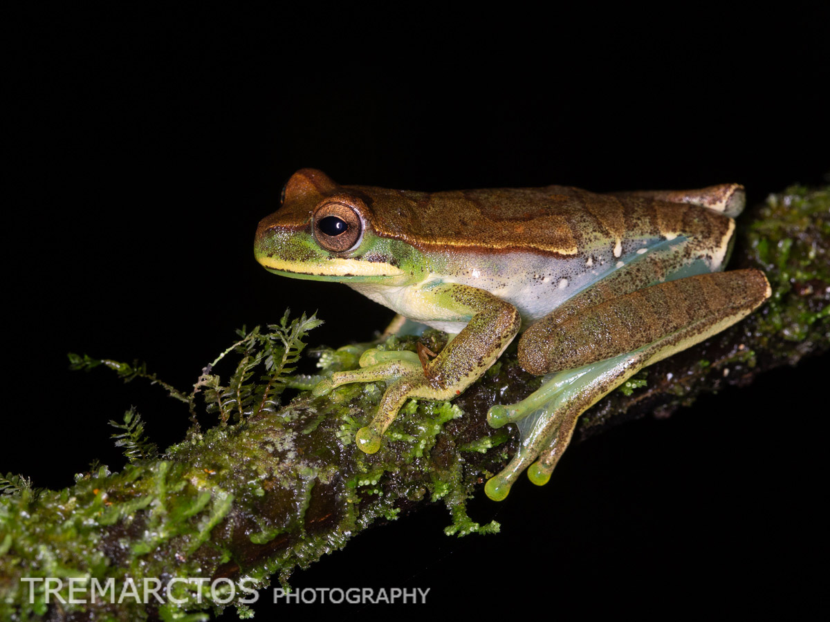 Cusco Gladiator Tree Frog - TREMARCTOS