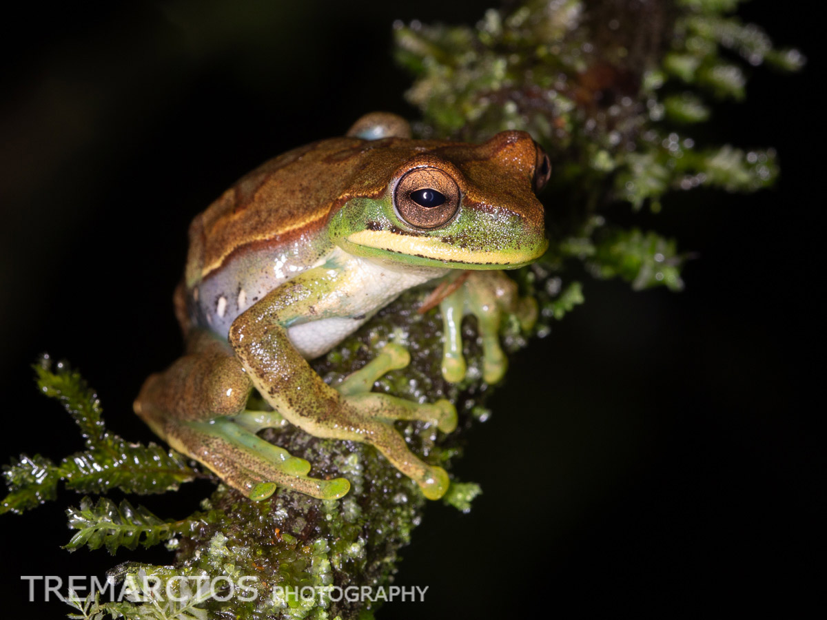 Cusco Gladiator Tree Frog - TREMARCTOS