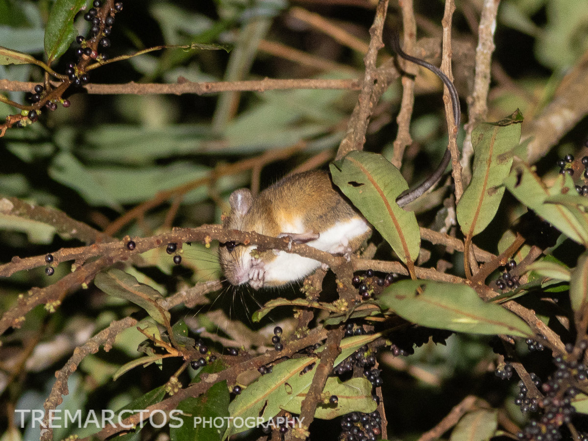 Andean Mouse Eating Berries - TREMARCTOS