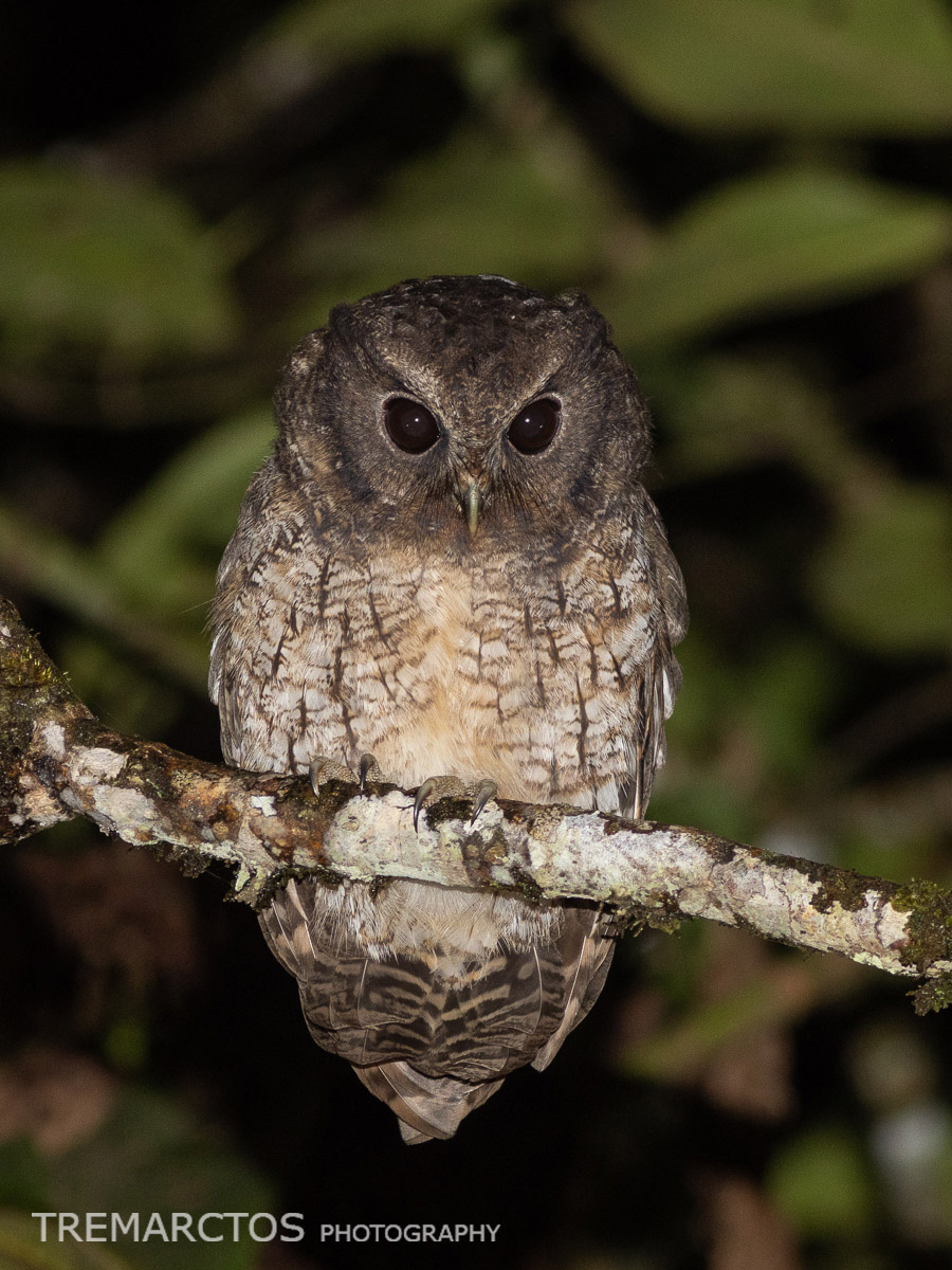 Rufescent Screech-Owl, Gray Morph - TREMARCTOS